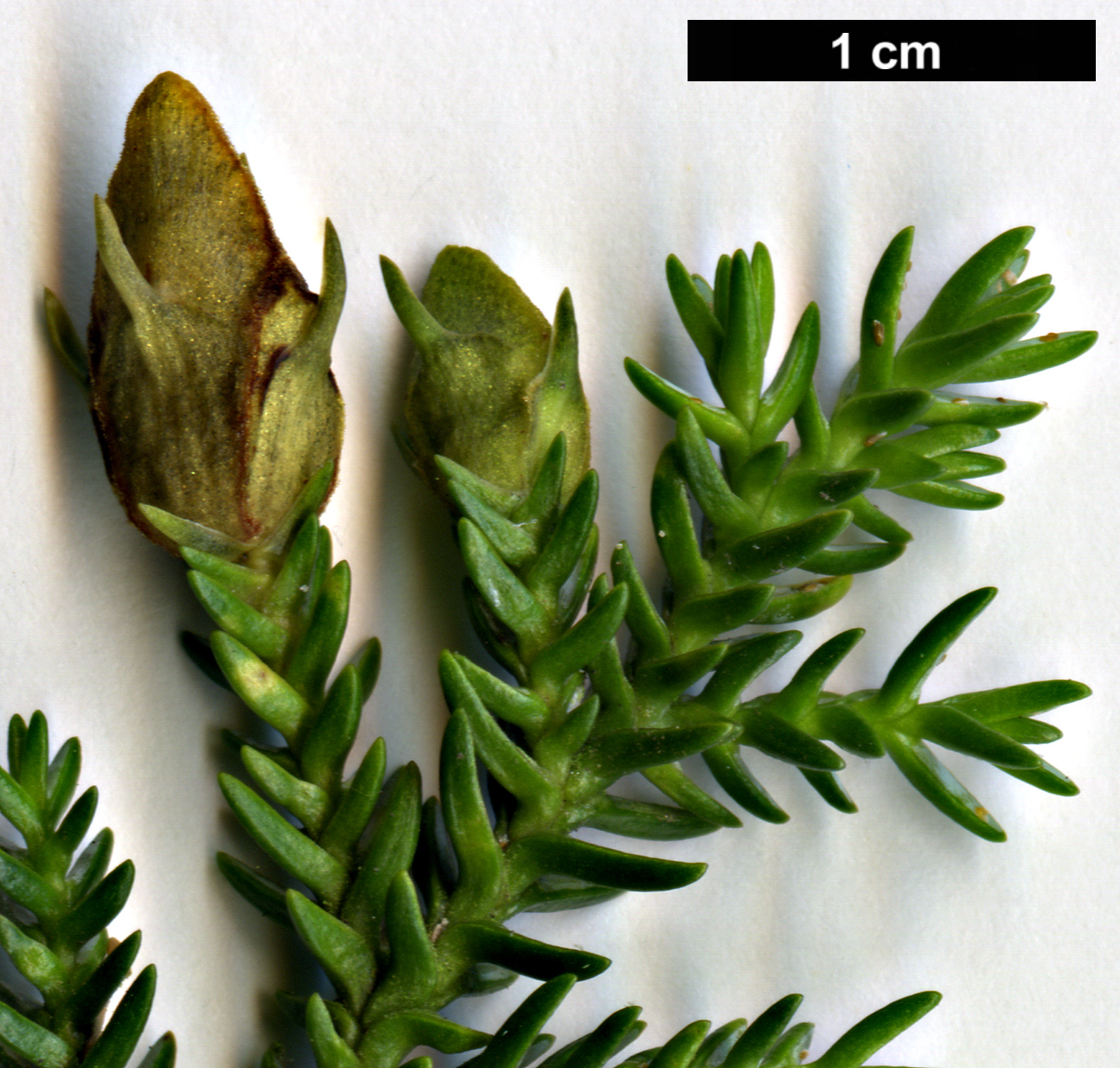 High resolution image: Family: Cupressaceae - Genus: Pilgerodendron - Taxon: uviferum