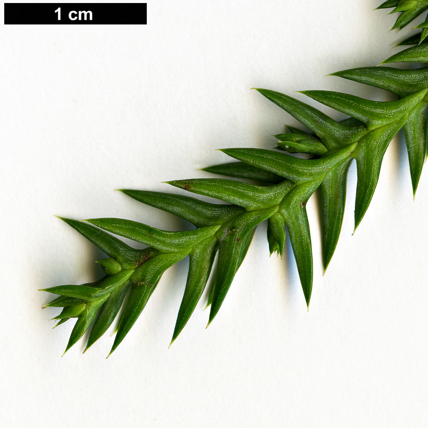 High resolution image: Family: Cupressaceae - Genus: Taiwania - Taxon: cryptomerioides