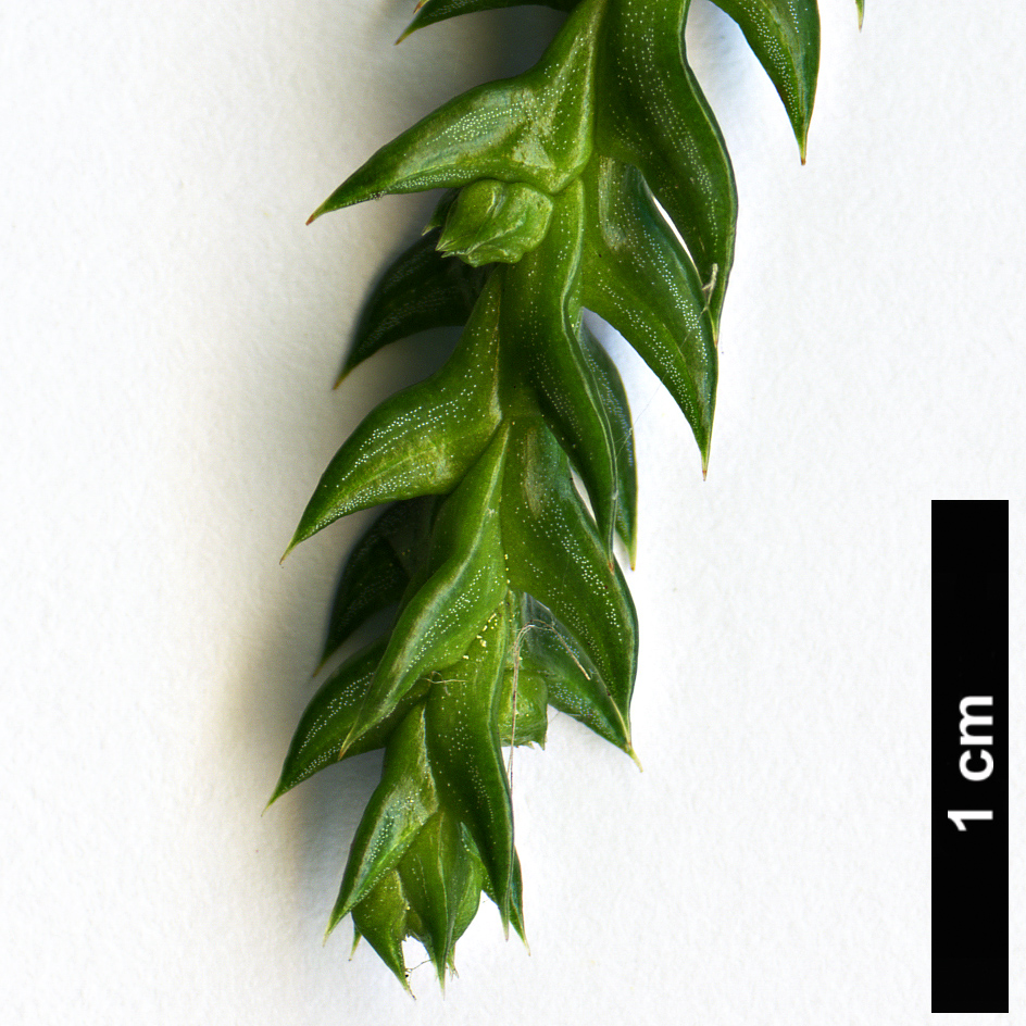 High resolution image: Family: Cupressaceae - Genus: Taiwania - Taxon: flousiana
