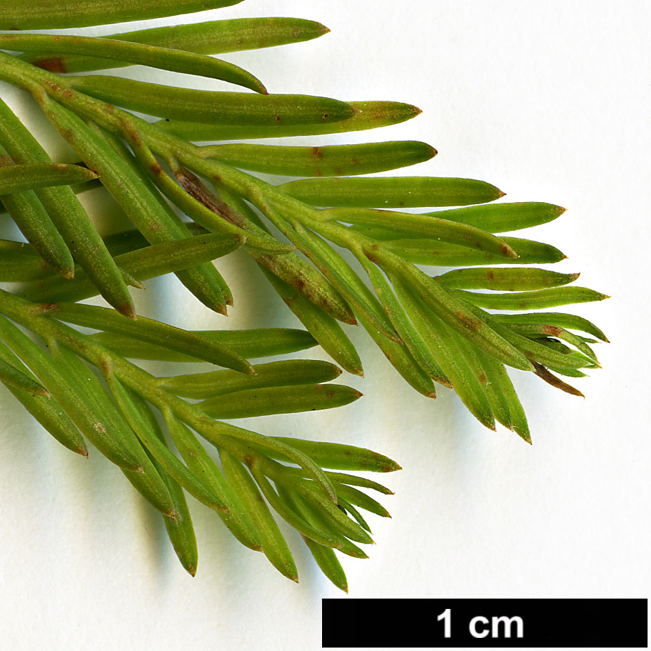High resolution image: Family: Cupressaceae - Genus: Taxodium - Taxon: mucronatum