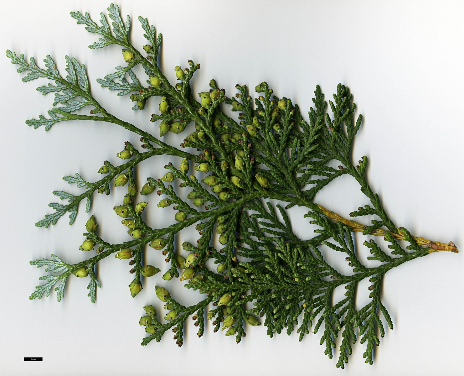 High resolution image: Family: Cupressaceae - Genus: Thuja - Taxon: koraiensis