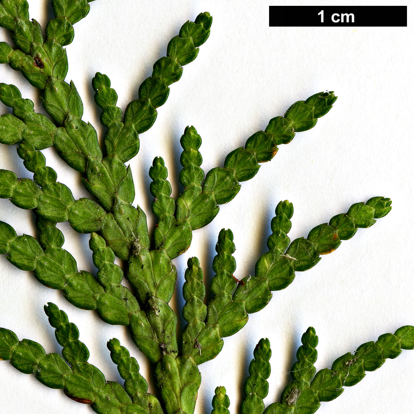 High resolution image: Family: Cupressaceae - Genus: Thuja - Taxon: occidentalis