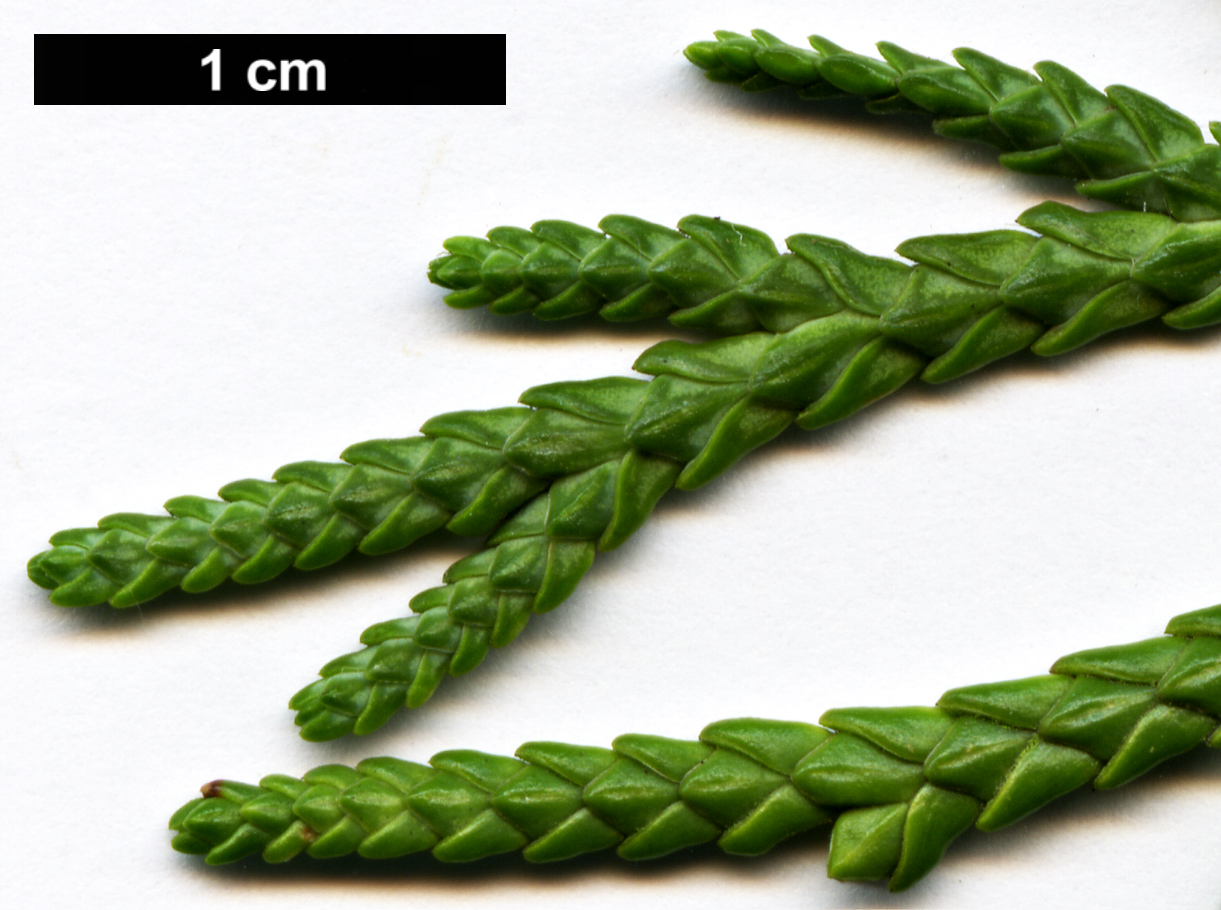 High resolution image: Family: Cupressaceae - Genus: Thuja - Taxon: standishii