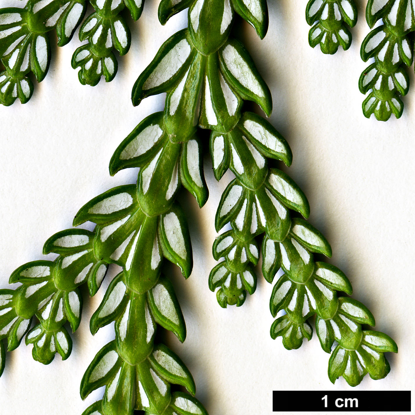 High resolution image: Family: Cupressaceae - Genus: Thujopsis - Taxon: dolabrata