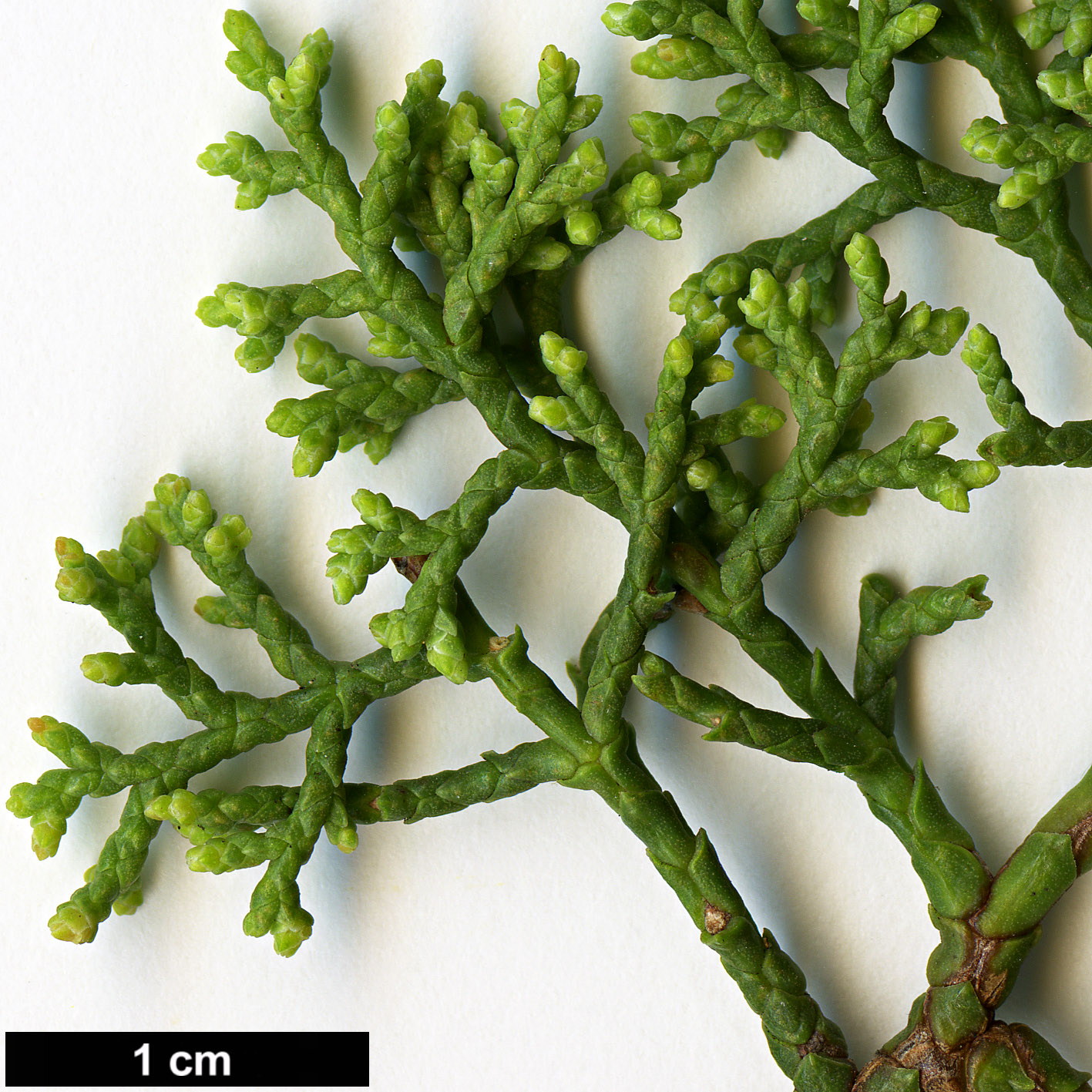 High resolution image: Family: Cupressaceae - Genus: Widdringtonia - Taxon: nodiflora