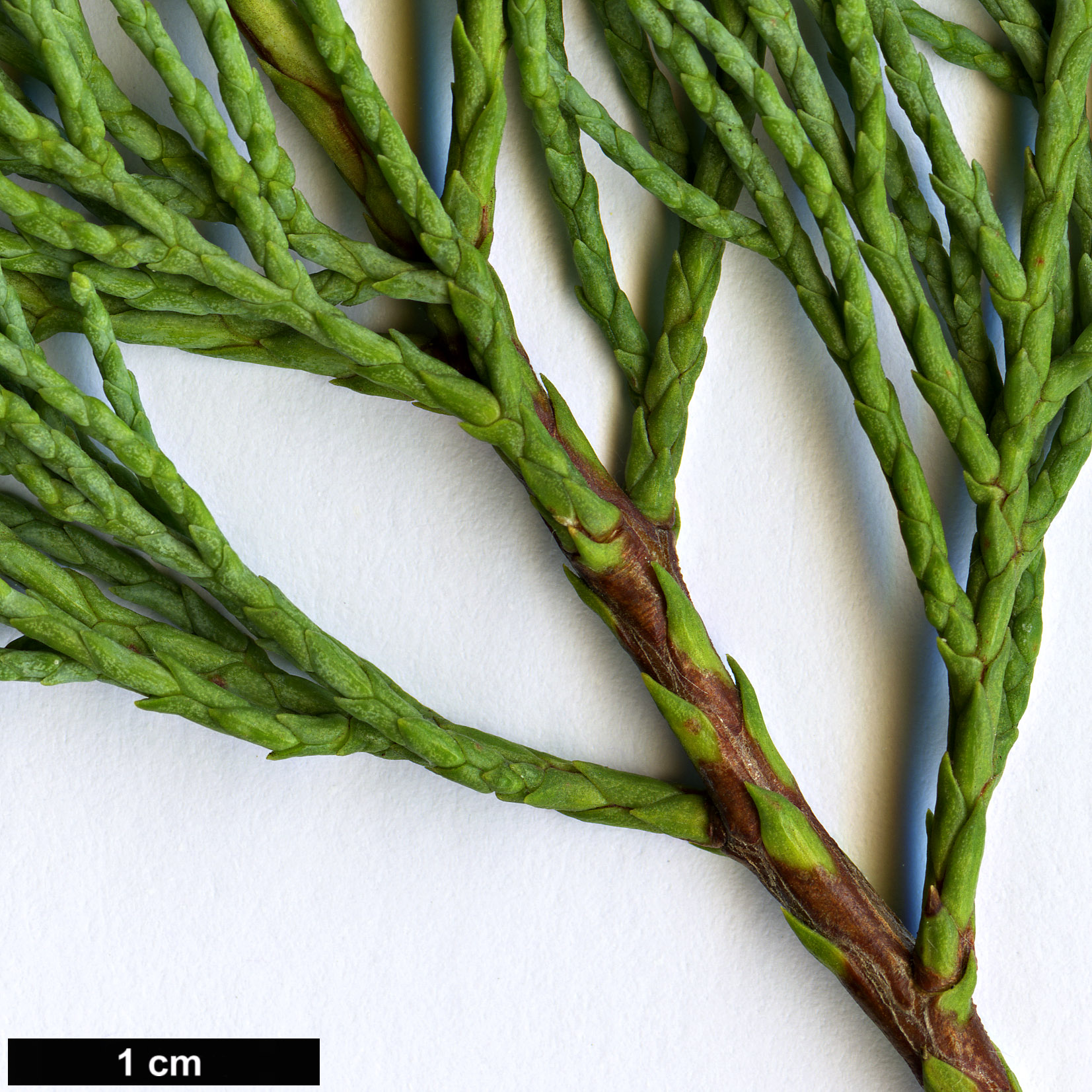 High resolution image: Family: Cupressaceae - Genus: Widdringtonia - Taxon: schwarzii