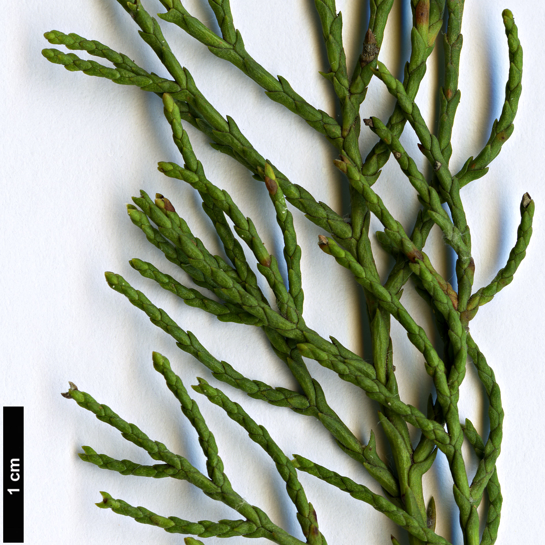 High resolution image: Family: Cupressaceae - Genus: Widdringtonia - Taxon: schwarzii