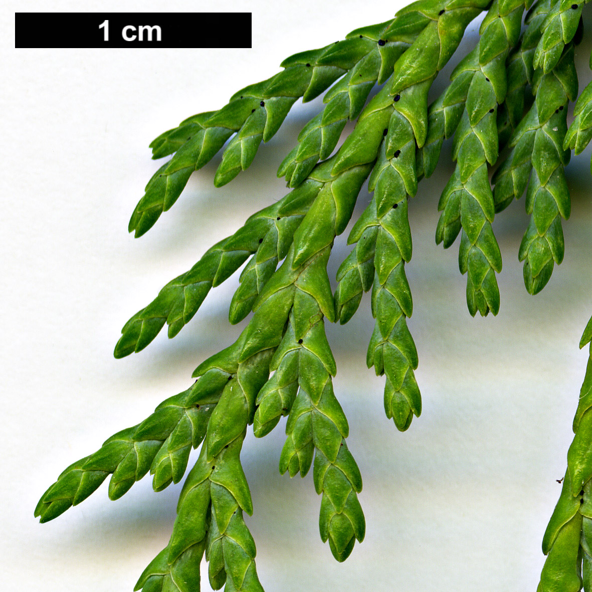 High resolution image: Family: Cupressaceae - Genus: Xanthocyparis - Taxon: nootkatensis - SpeciesSub: 'Pendula'