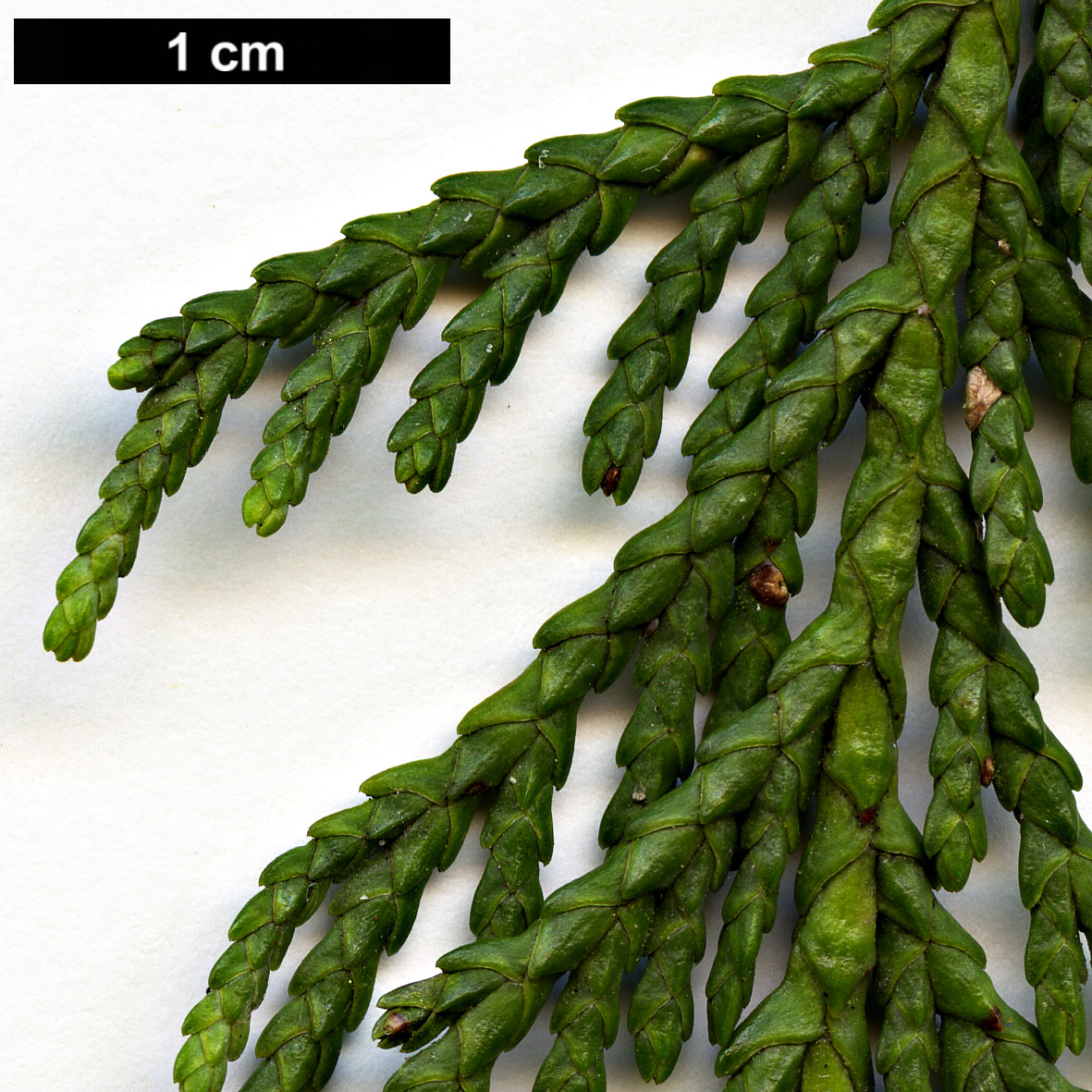 High resolution image: Family: Cupressaceae - Genus: Xanthocyparis - Taxon: nootkatensis - SpeciesSub: 'Pendula'