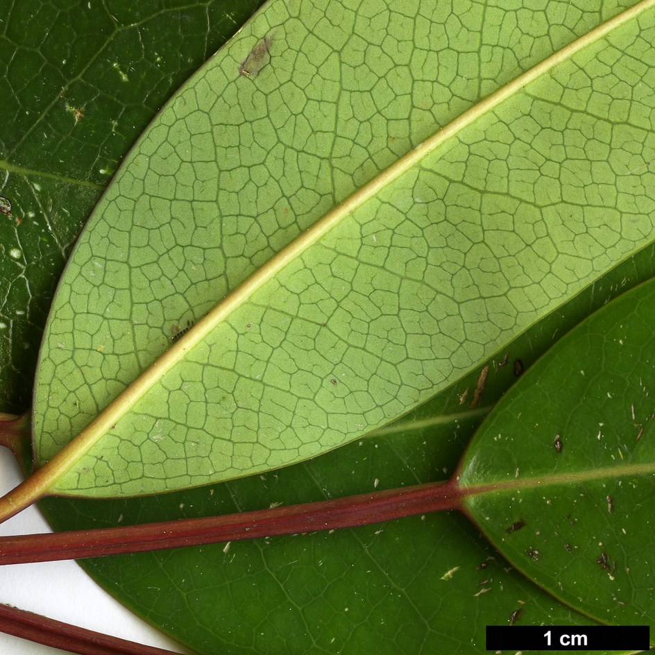 High resolution image: Family: Daphniphyllaceae - Genus: Daphniphyllum - Taxon: teysmannii