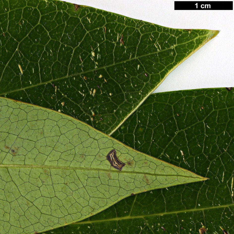 High resolution image: Family: Daphniphyllaceae - Genus: Daphniphyllum - Taxon: teysmannii