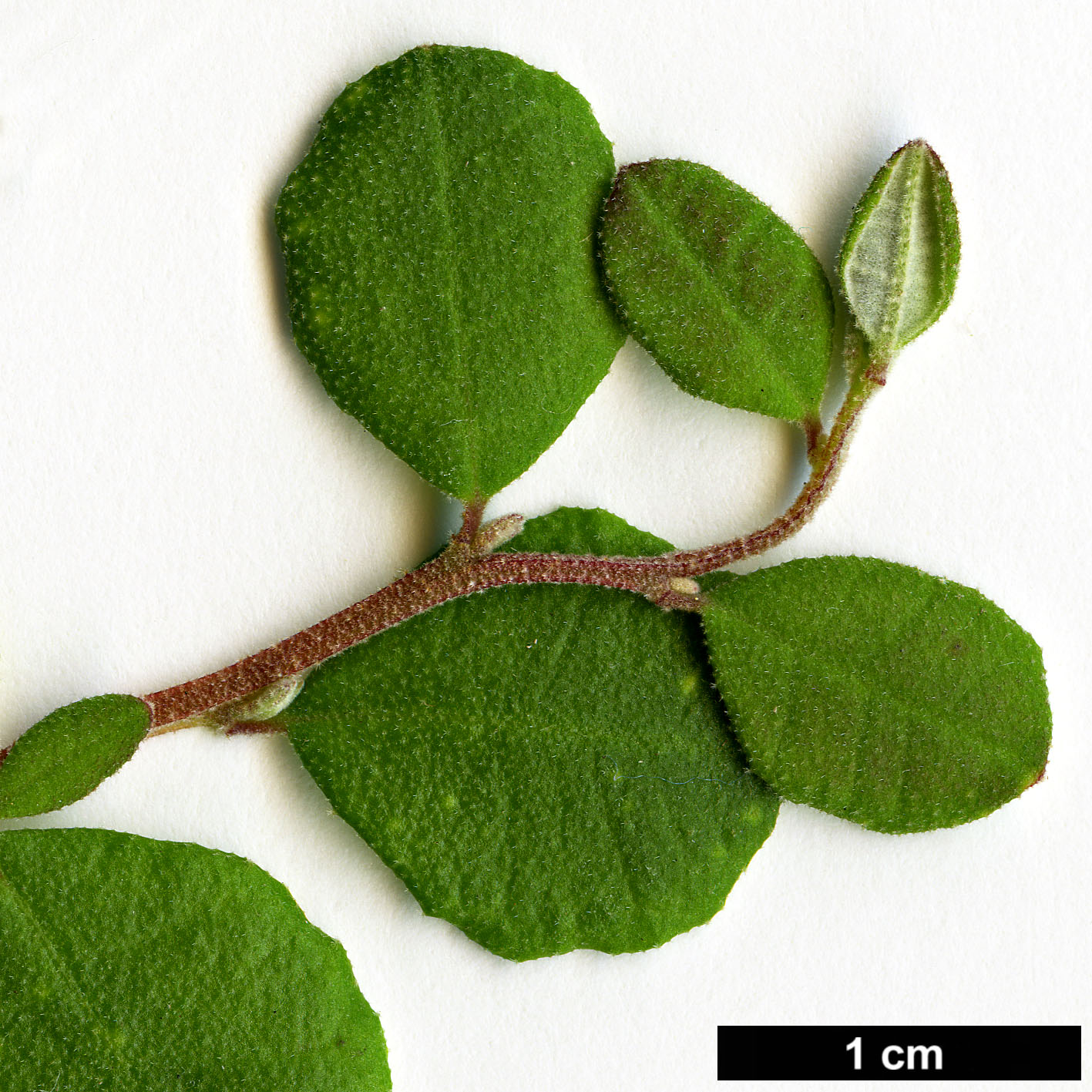 High resolution image: Family: Dilleniaceae - Genus: Hibbertia - Taxon: aspera