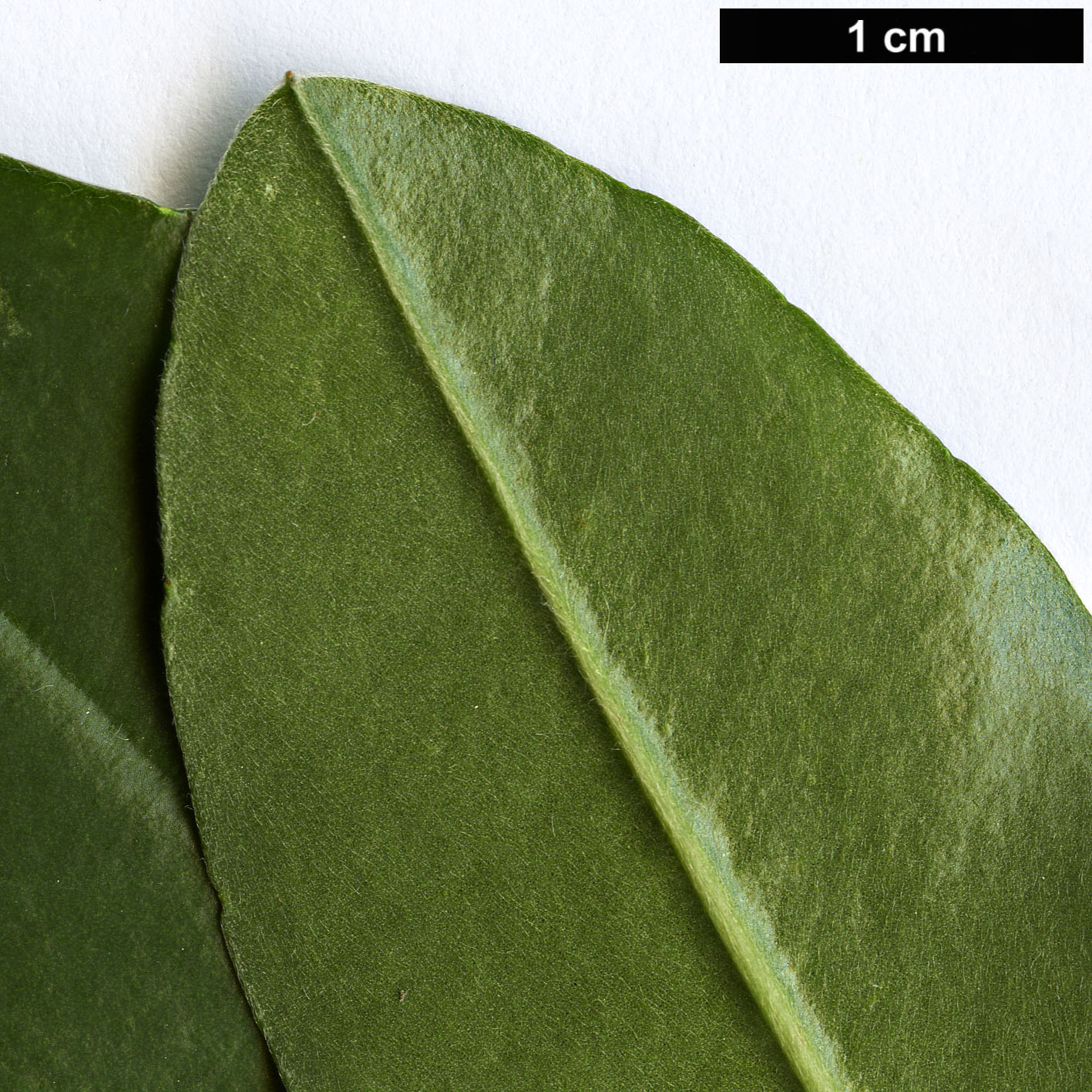 High resolution image: Family: Dilleniaceae - Genus: Hibbertia - Taxon: scandens