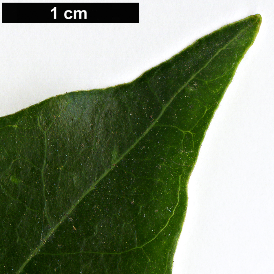 High resolution image: Family: Ebenaceae - Genus: Diospyros - Taxon: lotus