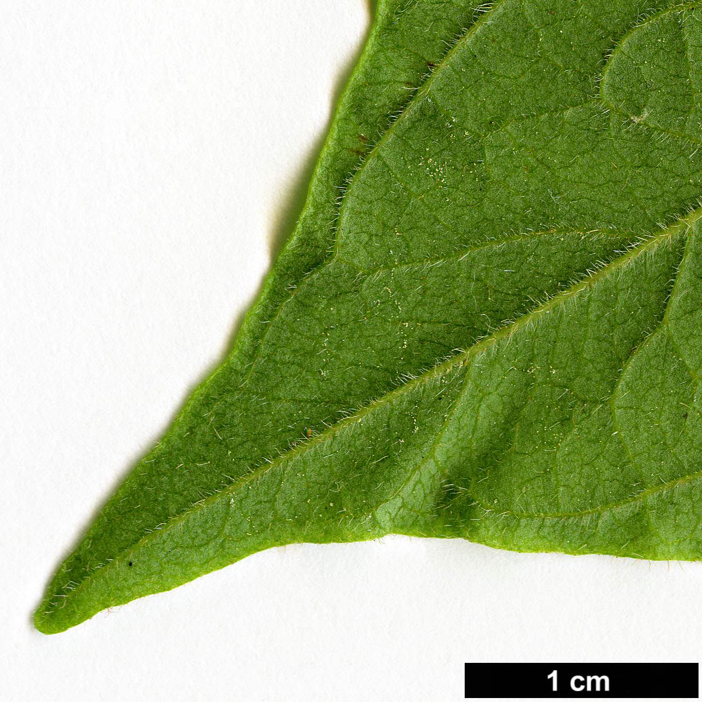 High resolution image: Family: Ebenaceae - Genus: Diospyros - Taxon: oleifera