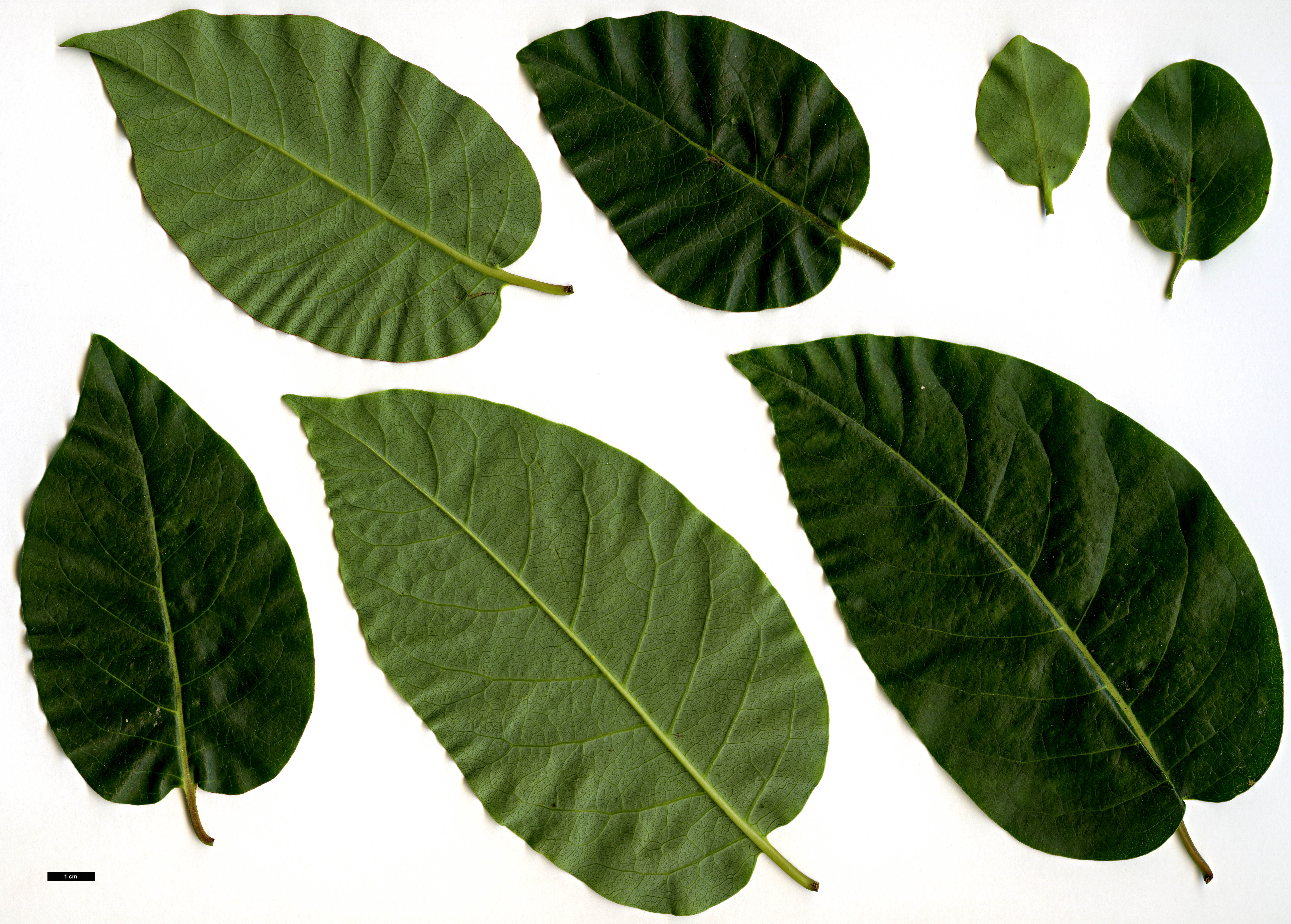 High resolution image: Family: Ebenaceae - Genus: Diospyros - Taxon: virginiana