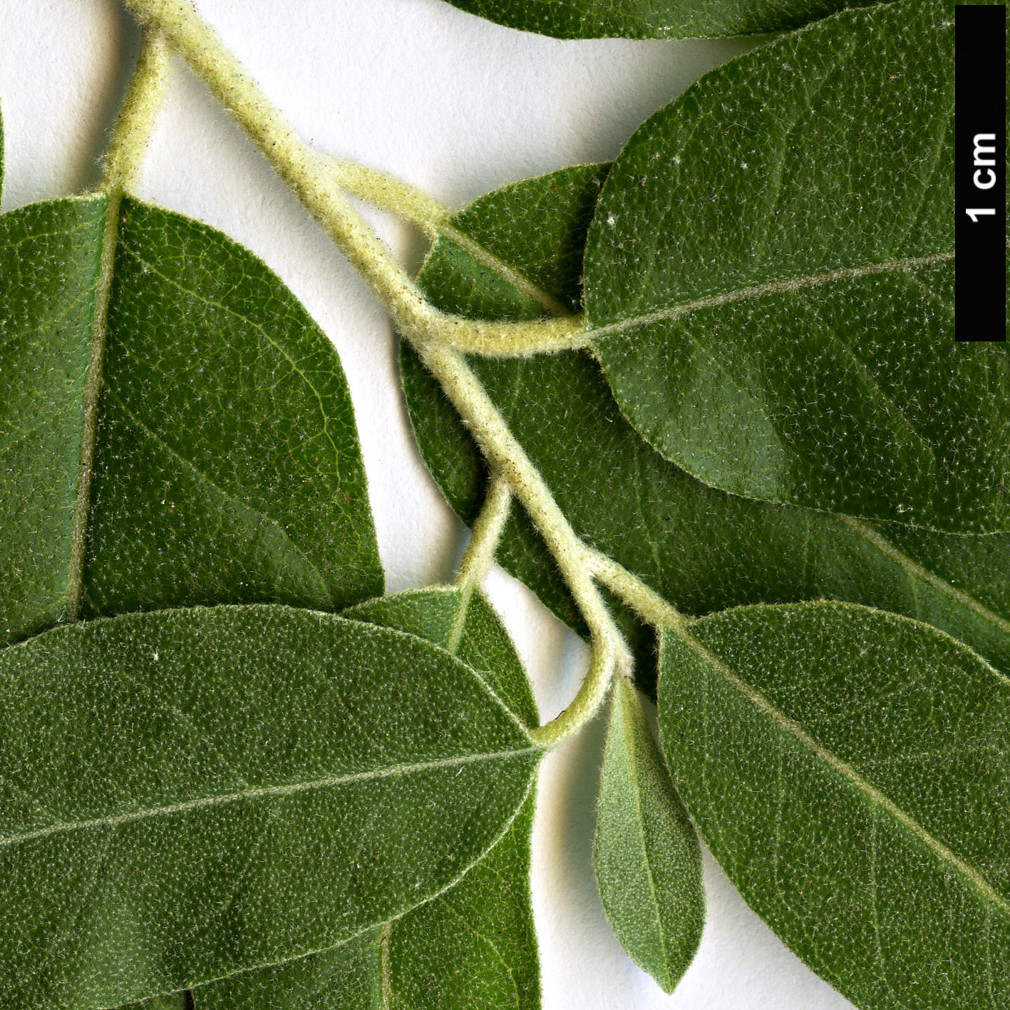 High resolution image: Family: Elaeagnaceae - Genus: Elaeagnus - Taxon: angustifolia
