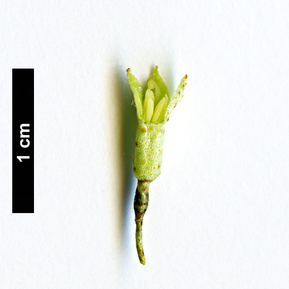 High resolution image: Family: Elaeagnaceae - Genus: Elaeagnus - Taxon: bockii