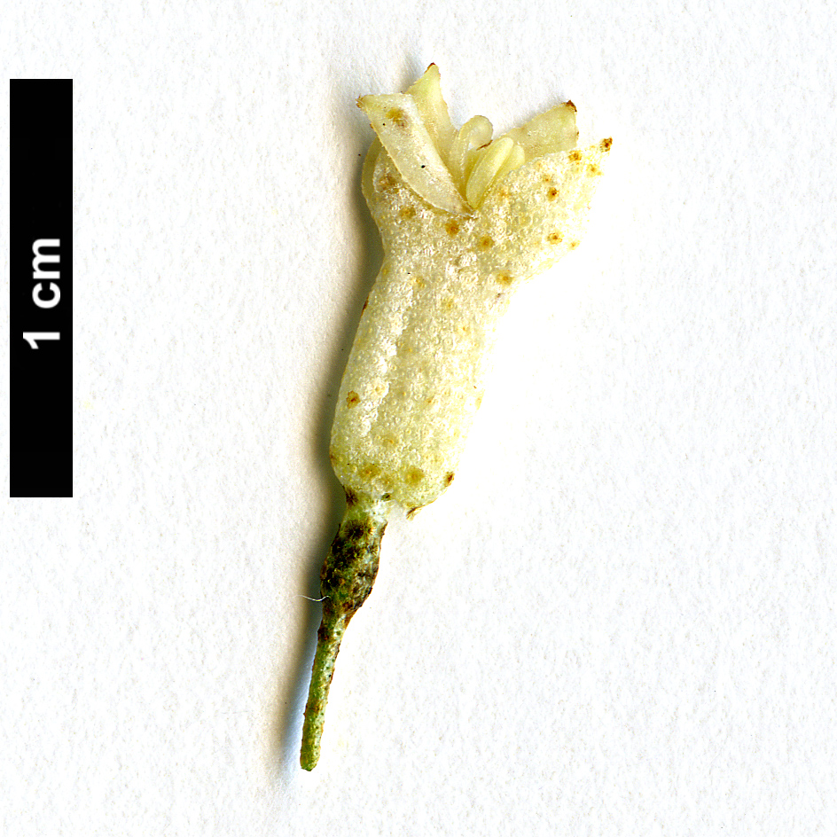 High resolution image: Family: Elaeagnaceae - Genus: Elaeagnus - Taxon: bockii