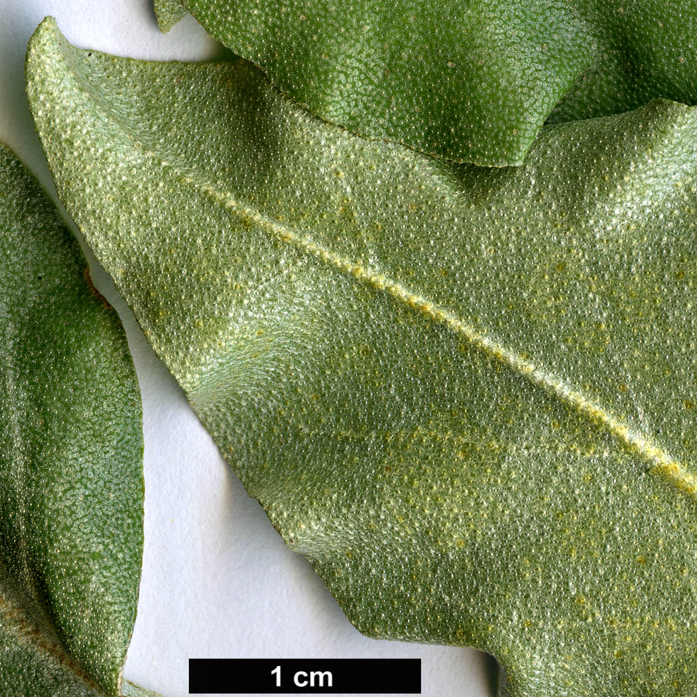 High resolution image: Family: Elaeagnaceae - Genus: Elaeagnus - Taxon: commutata