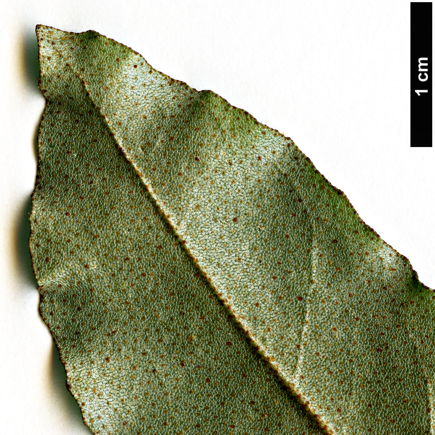 High resolution image: Family: Elaeagnaceae - Genus: Elaeagnus - Taxon: glabra