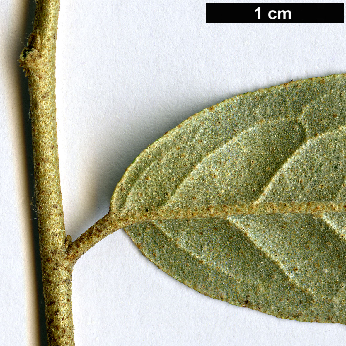 High resolution image: Family: Elaeagnaceae - Genus: Elaeagnus - Taxon: latifolia