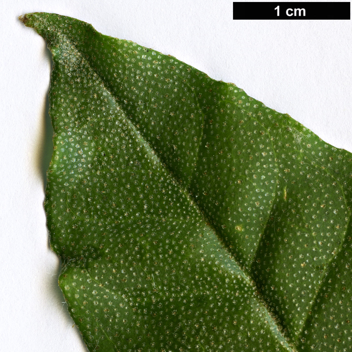 High resolution image: Family: Elaeagnaceae - Genus: Elaeagnus - Taxon: latifolia