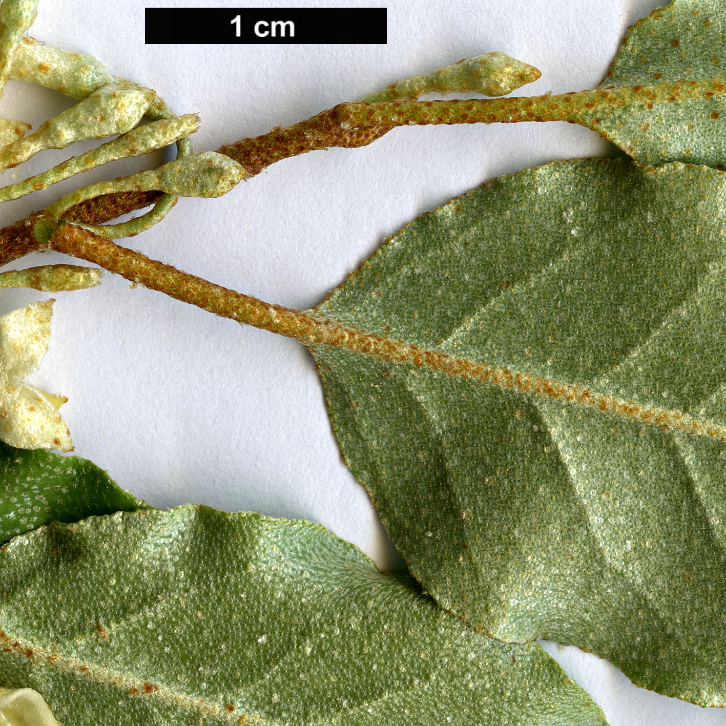 High resolution image: Family: Elaeagnaceae - Genus: Elaeagnus - Taxon: montana