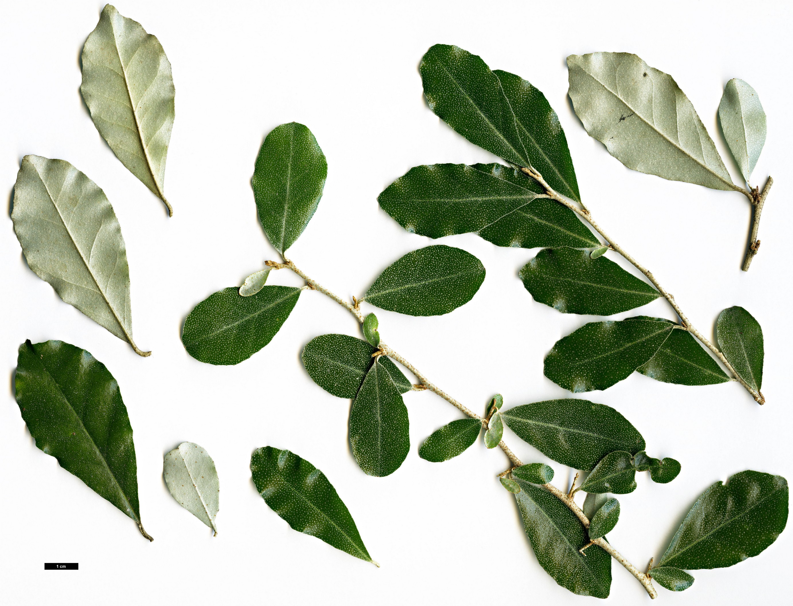 High resolution image: Family: Elaeagnaceae - Genus: Elaeagnus - Taxon: oldhamii