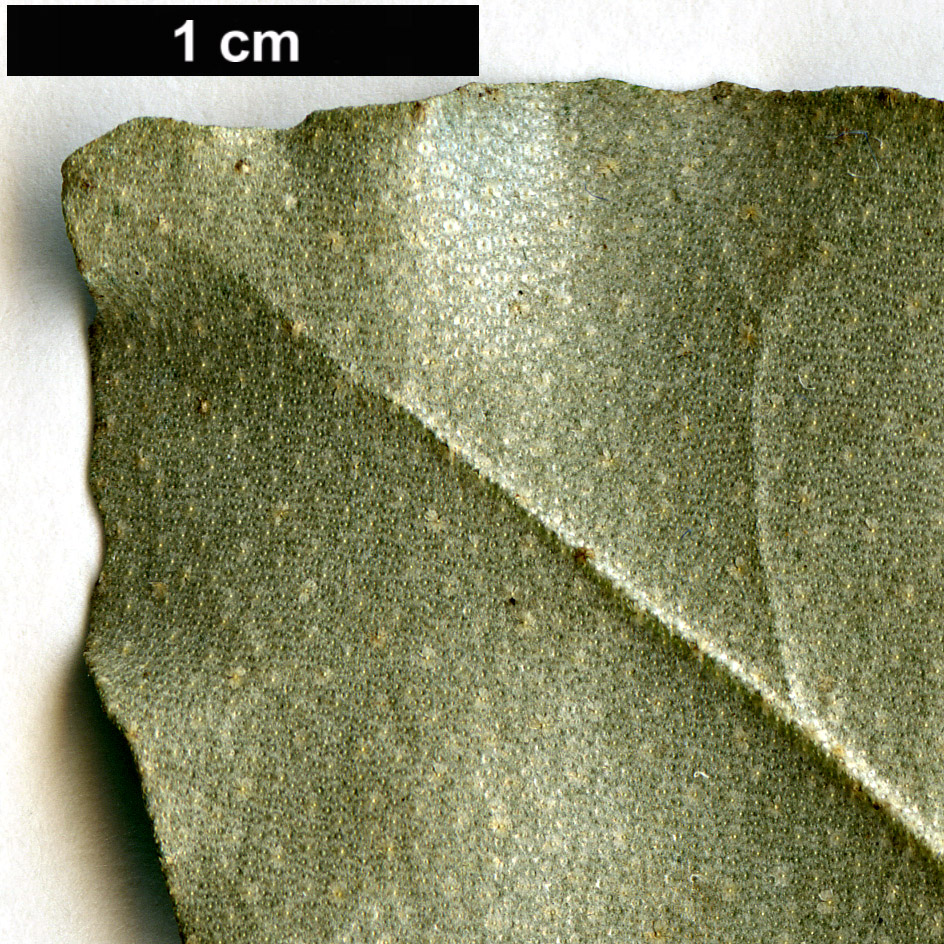 High resolution image: Family: Elaeagnaceae - Genus: Elaeagnus - Taxon: oldhamii