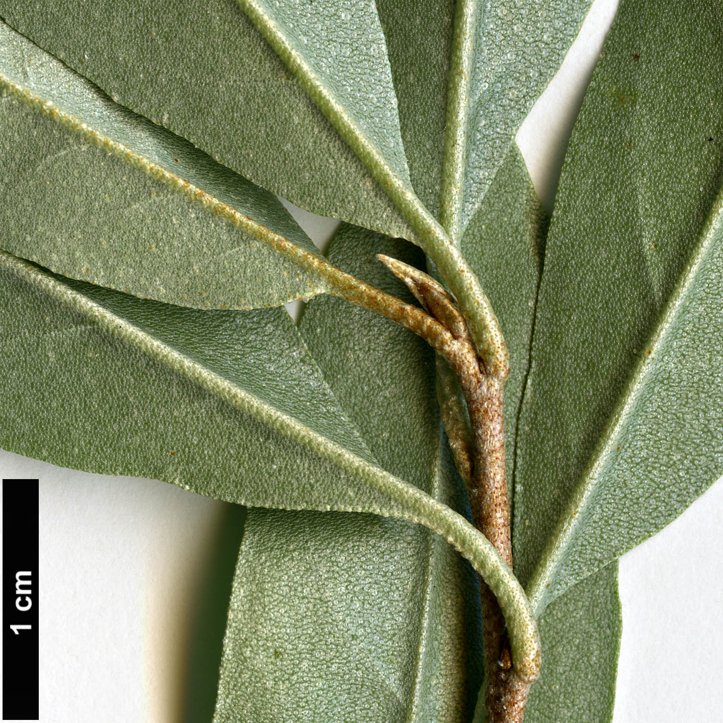 High resolution image: Family: Elaeagnaceae - Genus: Elaeagnus - Taxon: umbellata