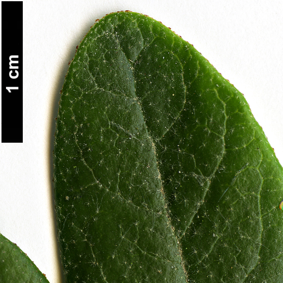 High resolution image: Family: Elaeagnaceae - Genus: Shepherdia - Taxon: canadensis