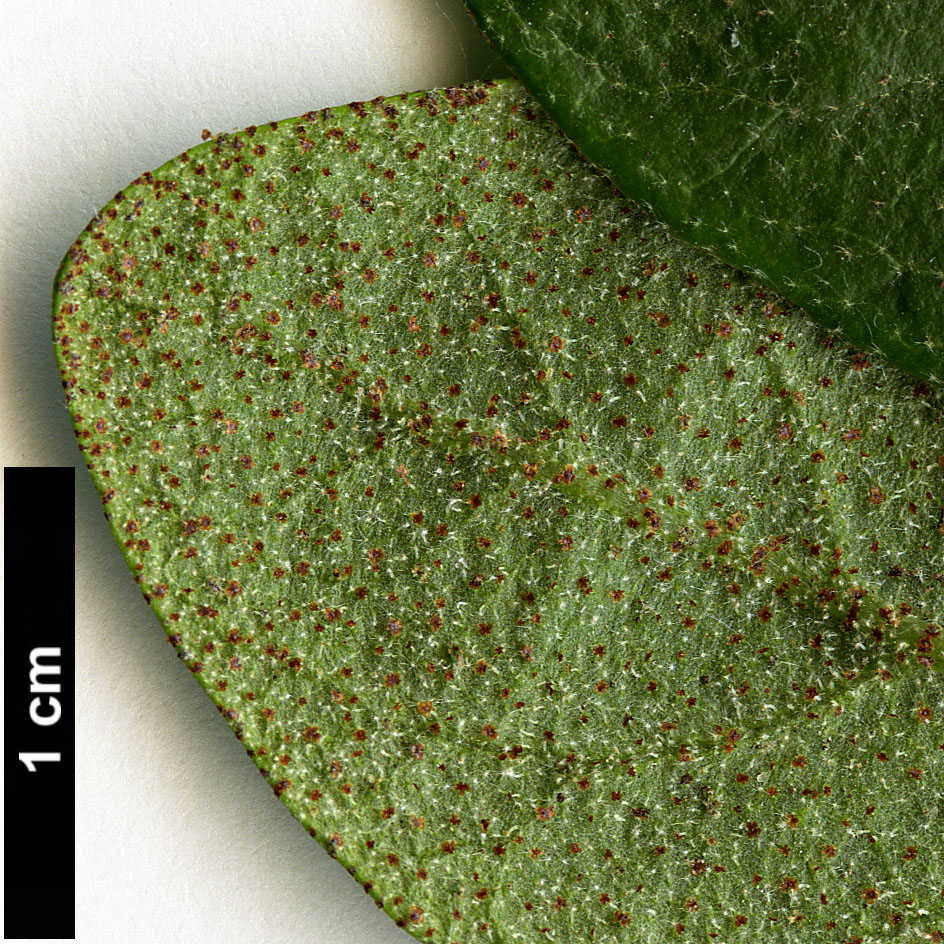 High resolution image: Family: Elaeagnaceae - Genus: Shepherdia - Taxon: canadensis
