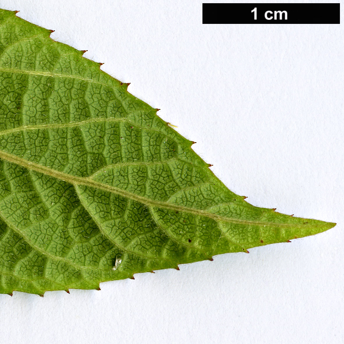 High resolution image: Family: Elaeocarpaceae - Genus: Aristotelia - Taxon: australasica