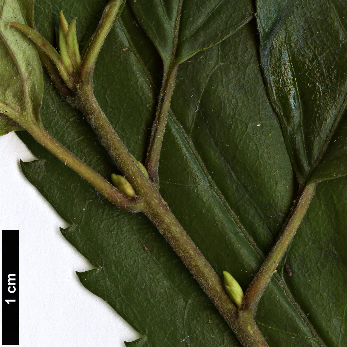 High resolution image: Family: Elaeocarpaceae - Genus: Aristotelia - Taxon: peduncularis
