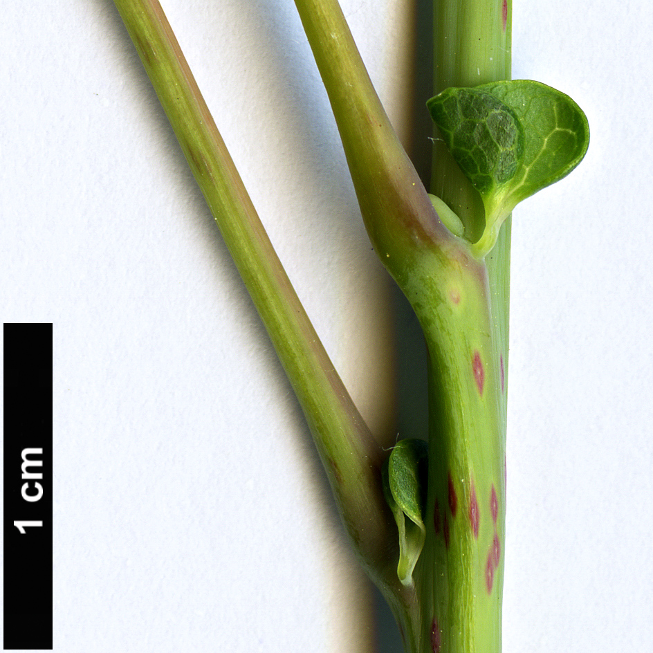High resolution image: Family: Elaeocarpaceae - Genus: Vallea - Taxon: stipularis