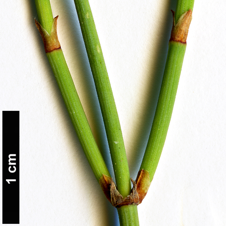 High resolution image: Family: Ephedraceae - Genus: Ephedra - Taxon: distachya