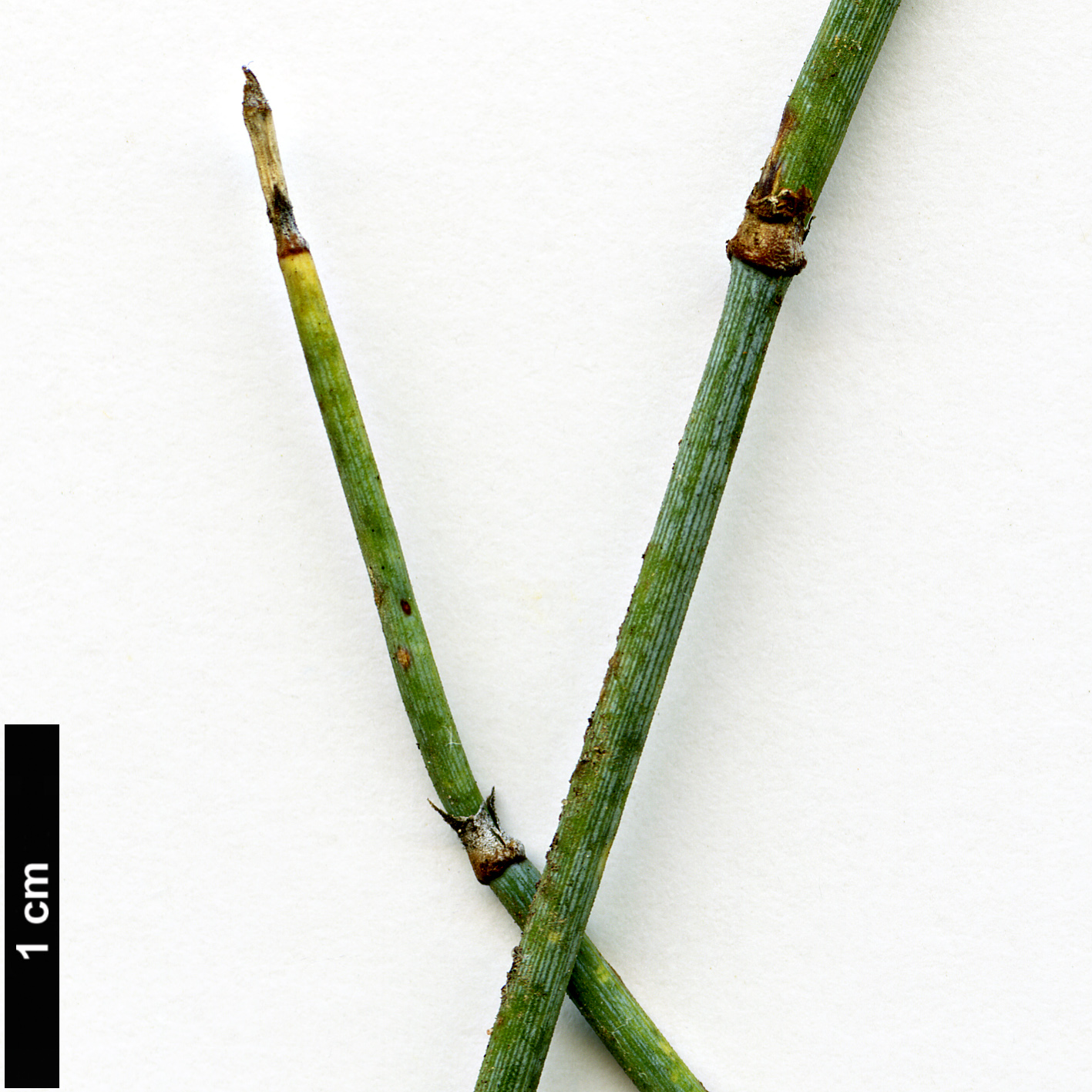 High resolution image: Family: Ephedraceae - Genus: Ephedra - Taxon: intermedia