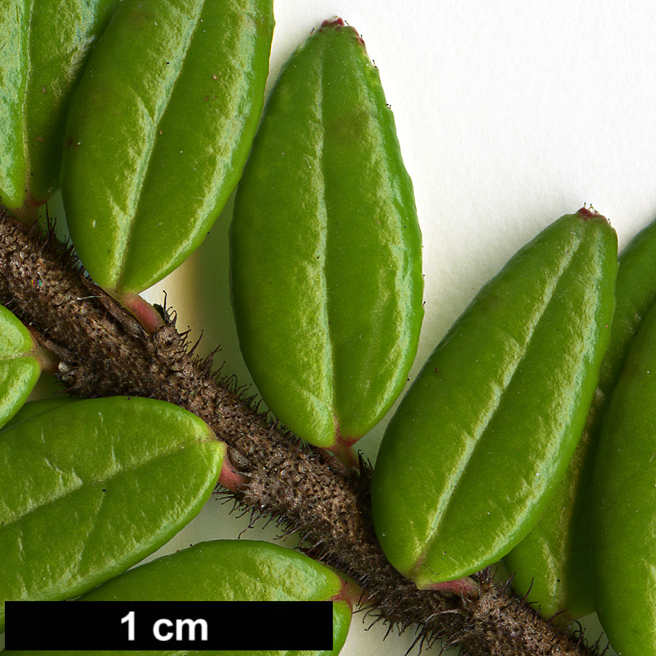 High resolution image: Family: Ericaceae - Genus: Agapetes - Taxon: serpens