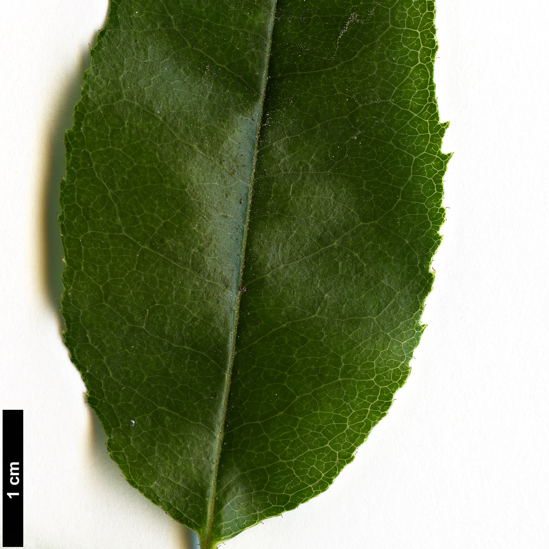 High resolution image: Family: Ericaceae - Genus: Agarista - Taxon: populifolia