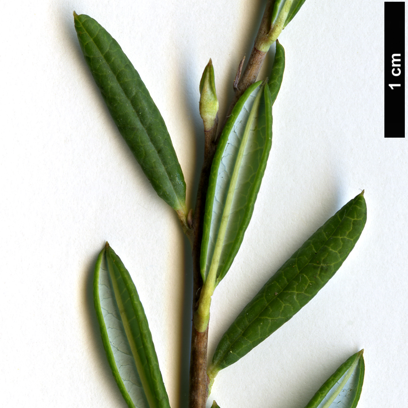 High resolution image: Family: Ericaceae - Genus: Andromeda - Taxon: polifolia