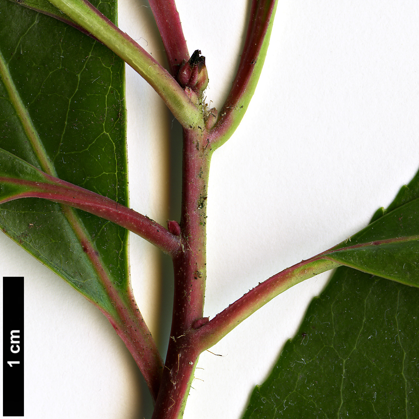 High resolution image: Family: Ericaceae - Genus: Arbutus - Taxon: unedo
