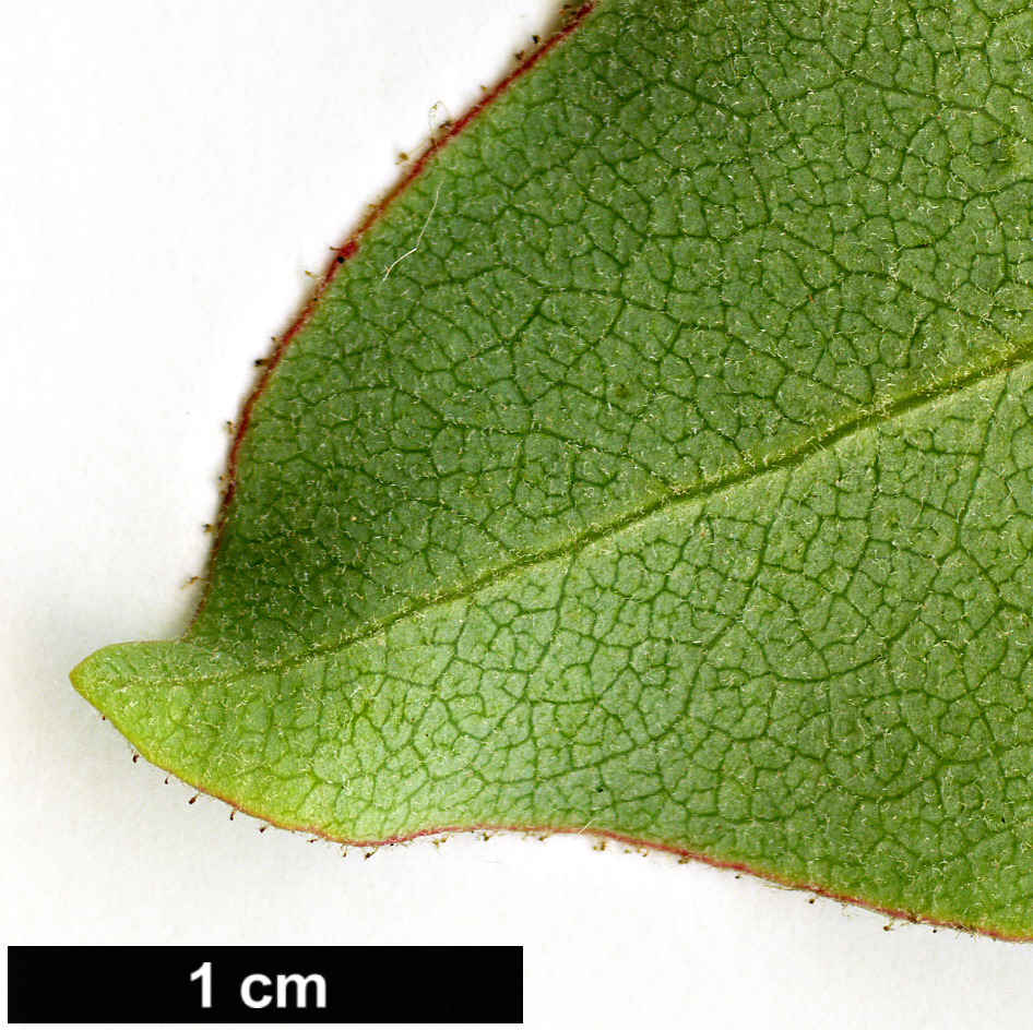 High resolution image: Family: Ericaceae - Genus: Arbutus - Taxon: xalapensis