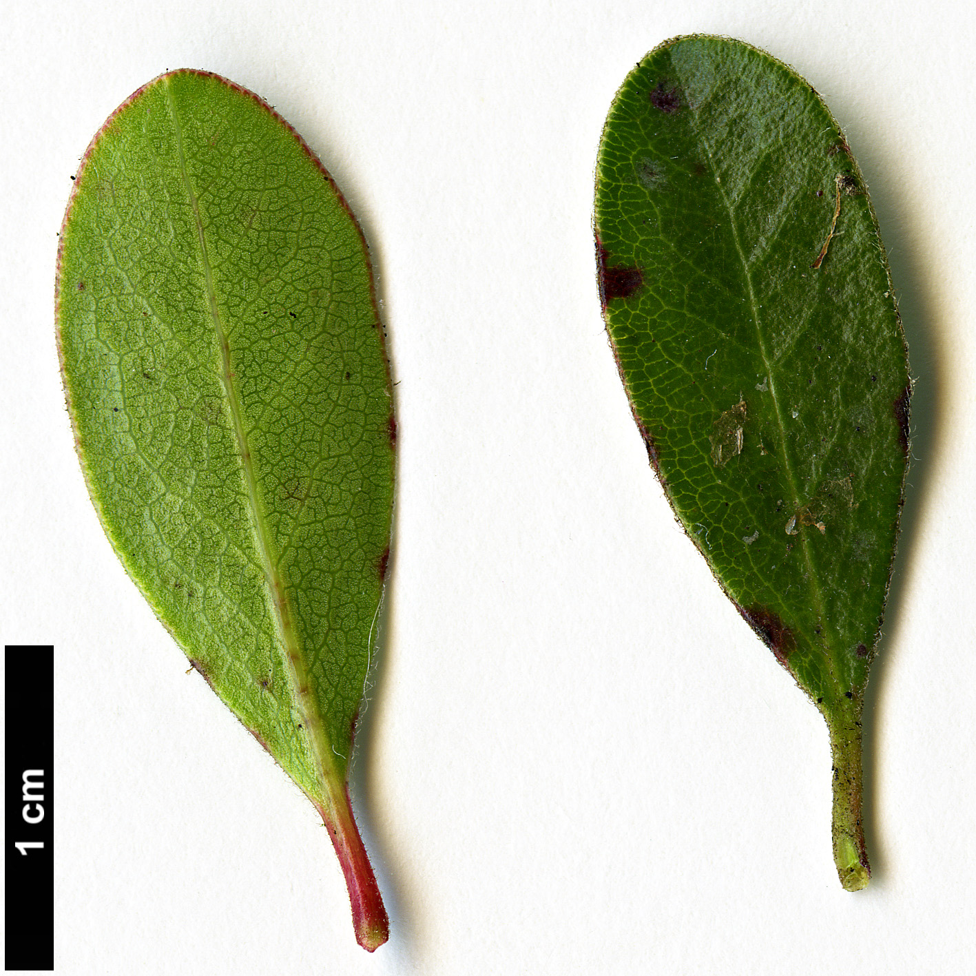 High resolution image: Family: Ericaceae - Genus: Arctostaphylos - Taxon: uva-ursi