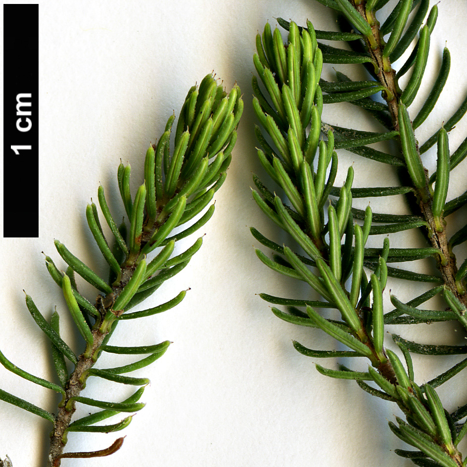 High resolution image: Family: Ericaceae - Genus: Bruckenthalia - Taxon: spiculifolia