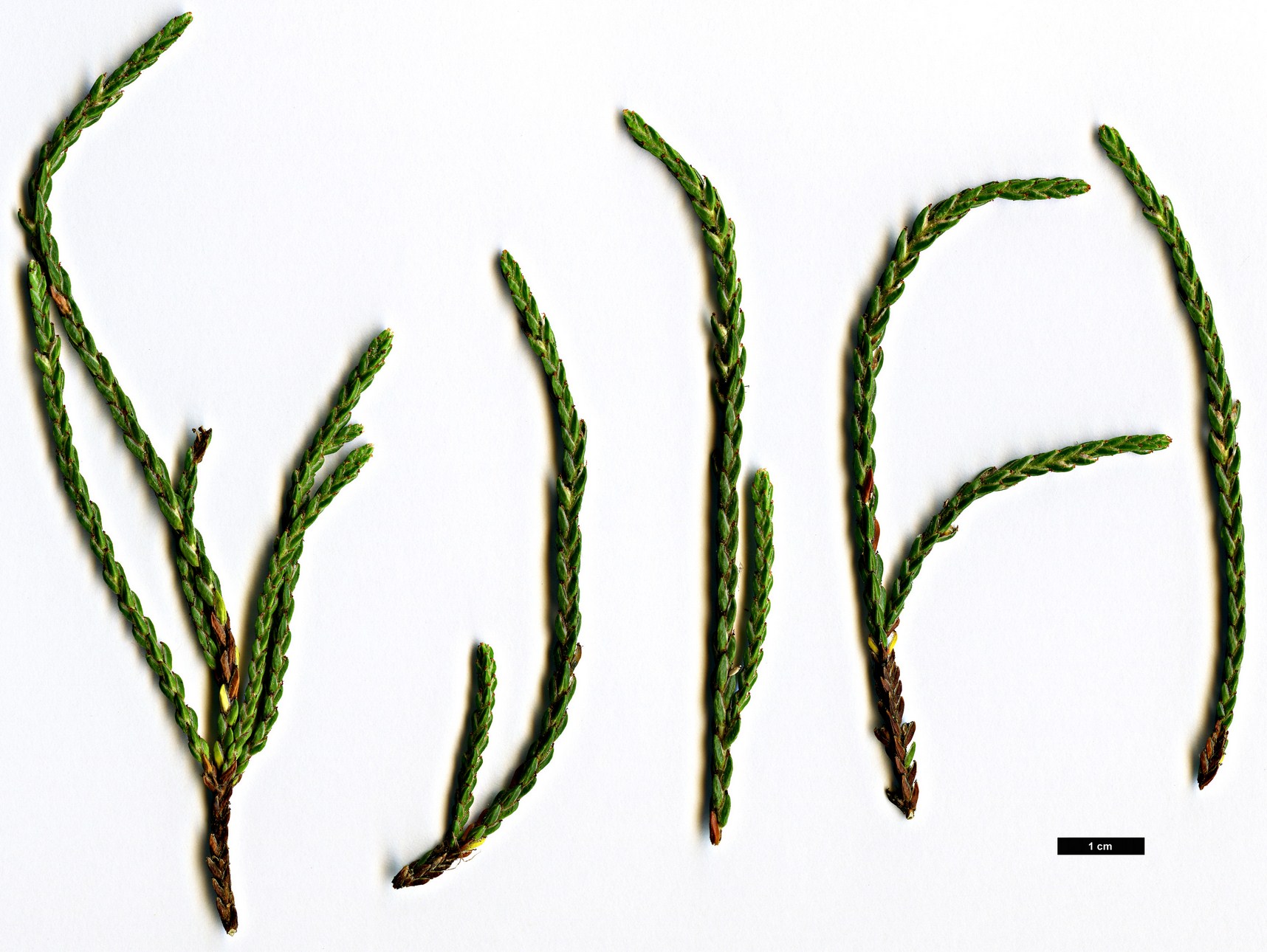 High resolution image: Family: Ericaceae - Genus: Cassiope - Taxon: selaginoides