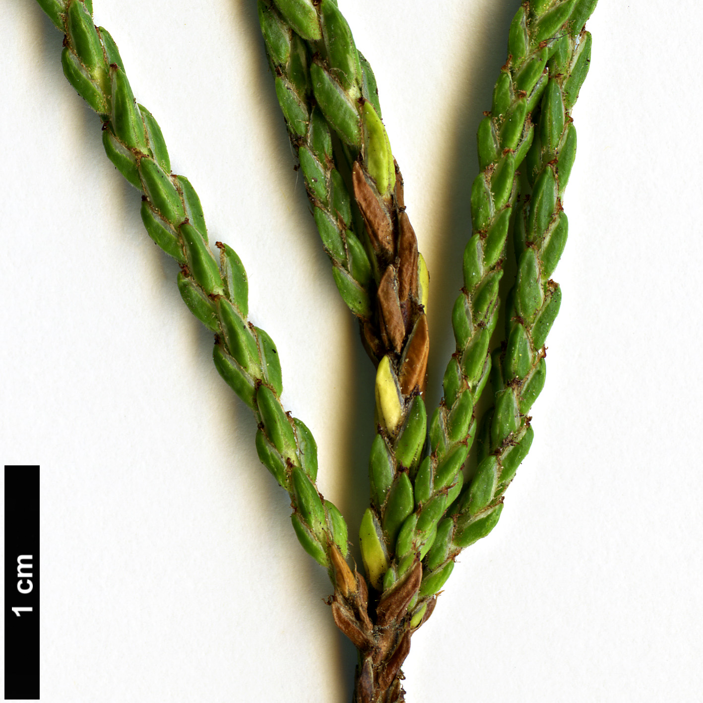 High resolution image: Family: Ericaceae - Genus: Cassiope - Taxon: selaginoides
