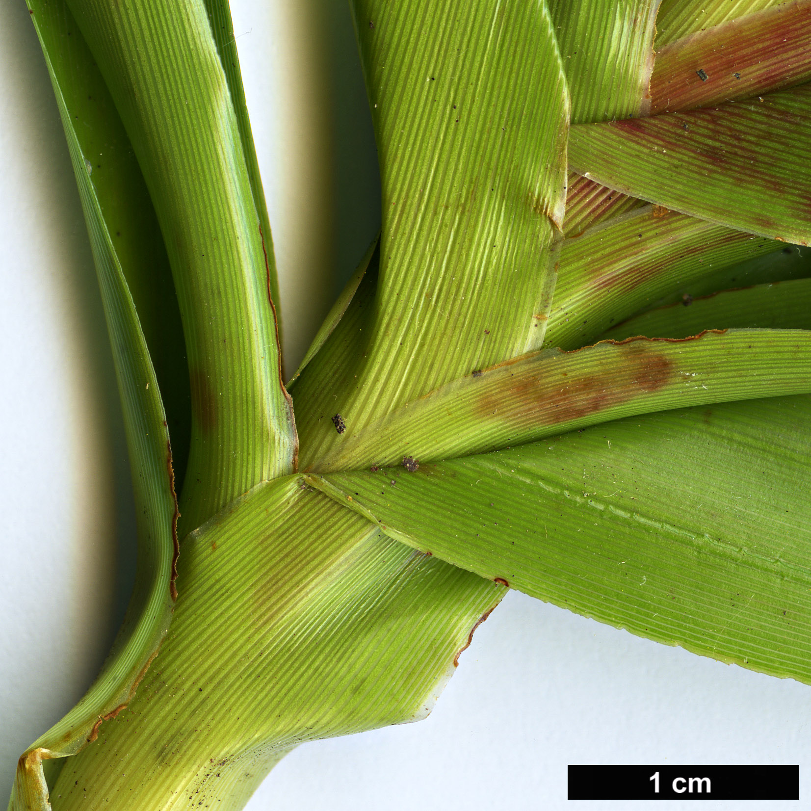 High resolution image: Family: Ericaceae - Genus: Dracophyllum - Taxon: menziesii