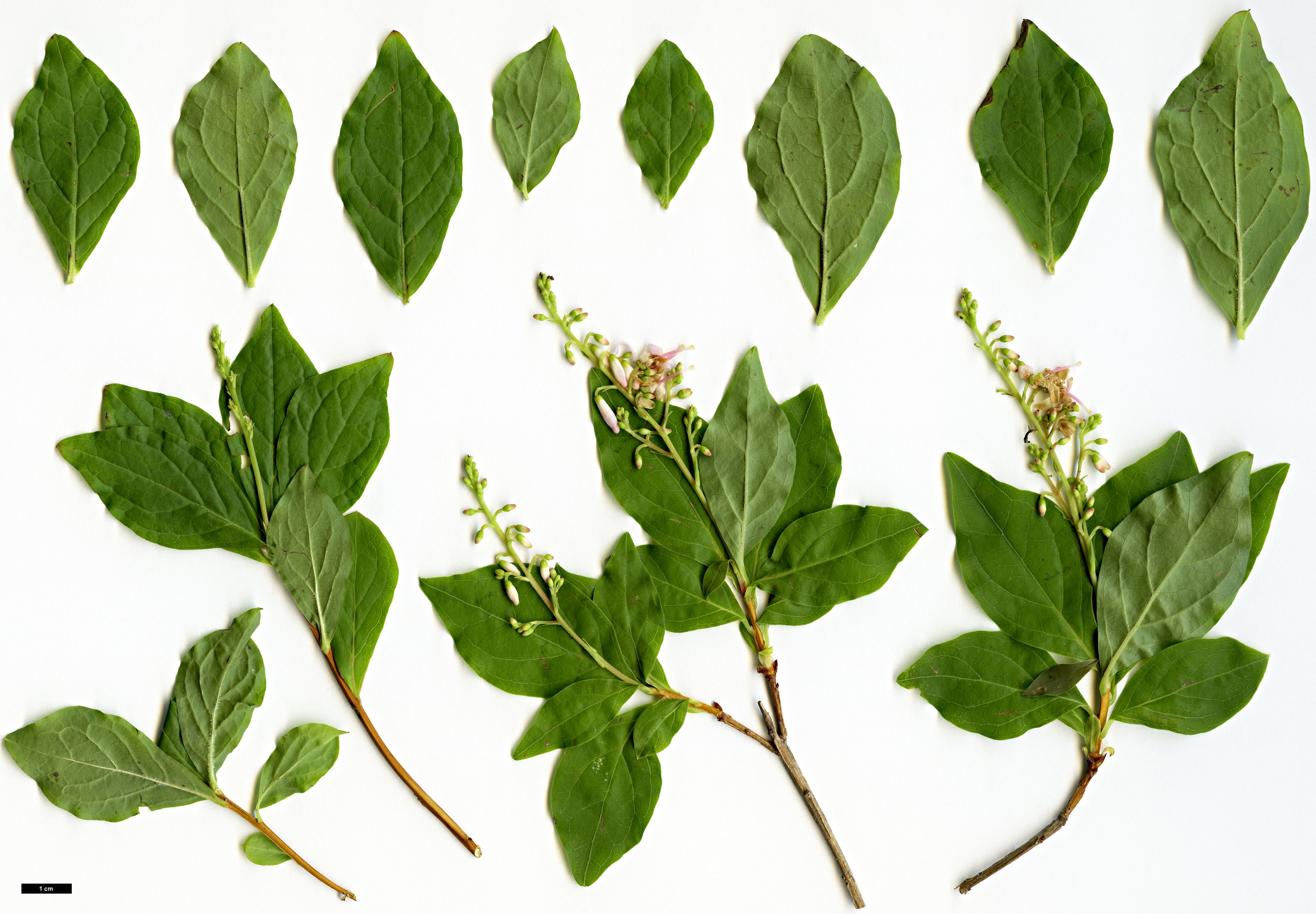 High resolution image: Family: Ericaceae - Genus: Ellliottia - Taxon: paniculata