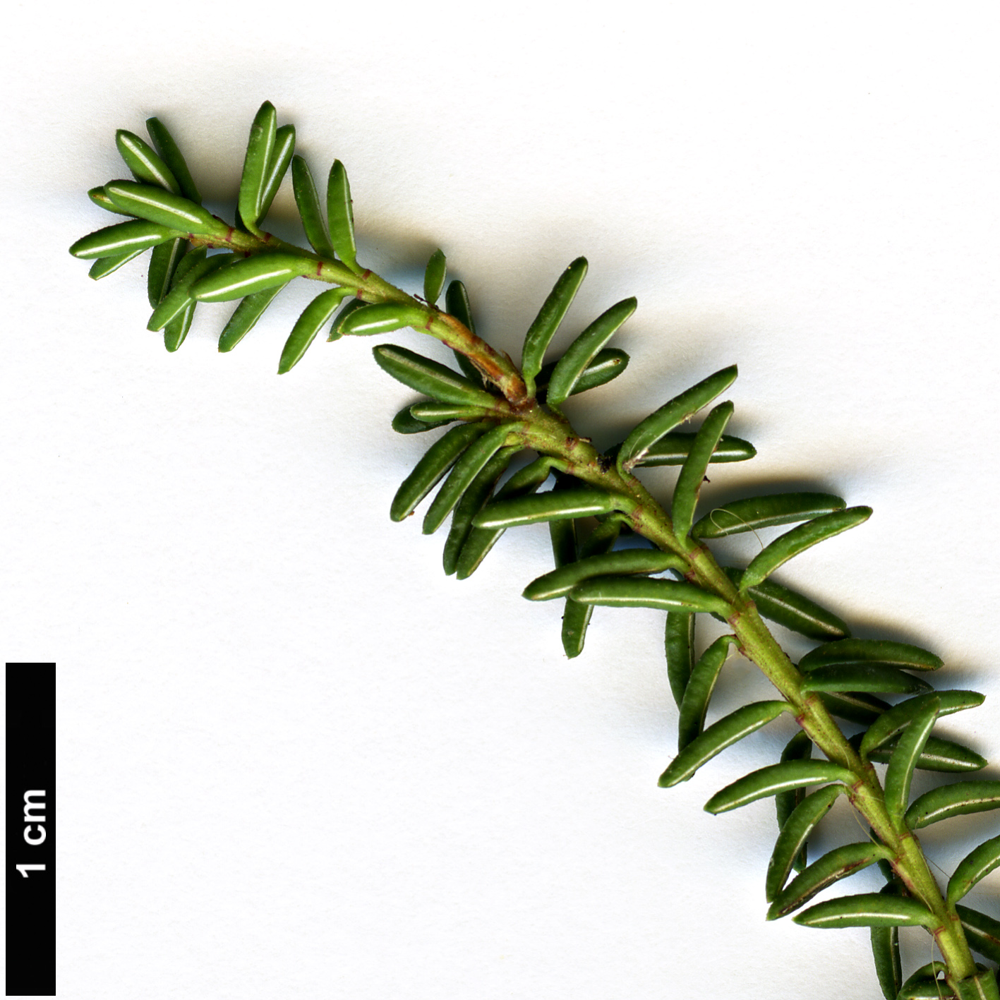 High resolution image: Family: Ericaceae - Genus: Empetrum - Taxon: nigrum